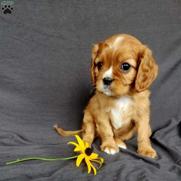 Mr Hillbilly, Cavalier King Charles Spaniel Puppy